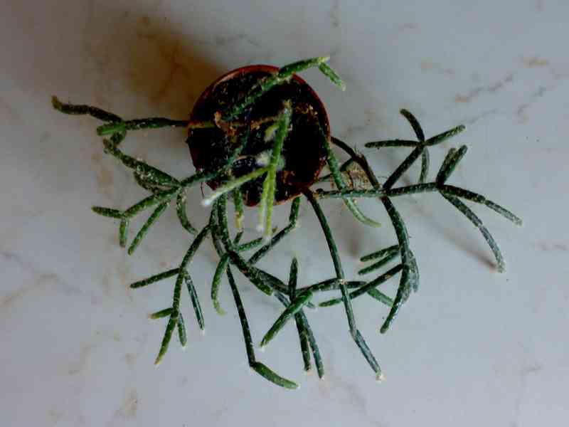 Rhipsalis pilocarpa - nenáročný převislý kaktus - rostlina - foto 5