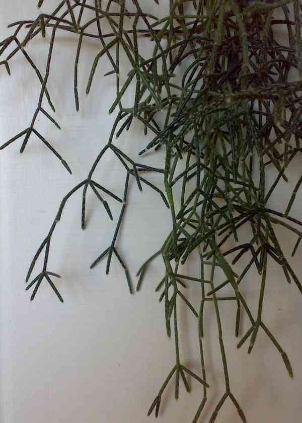 Rhipsalis pilocarpa - nenáročný převislý kaktus - rostlina - foto 1
