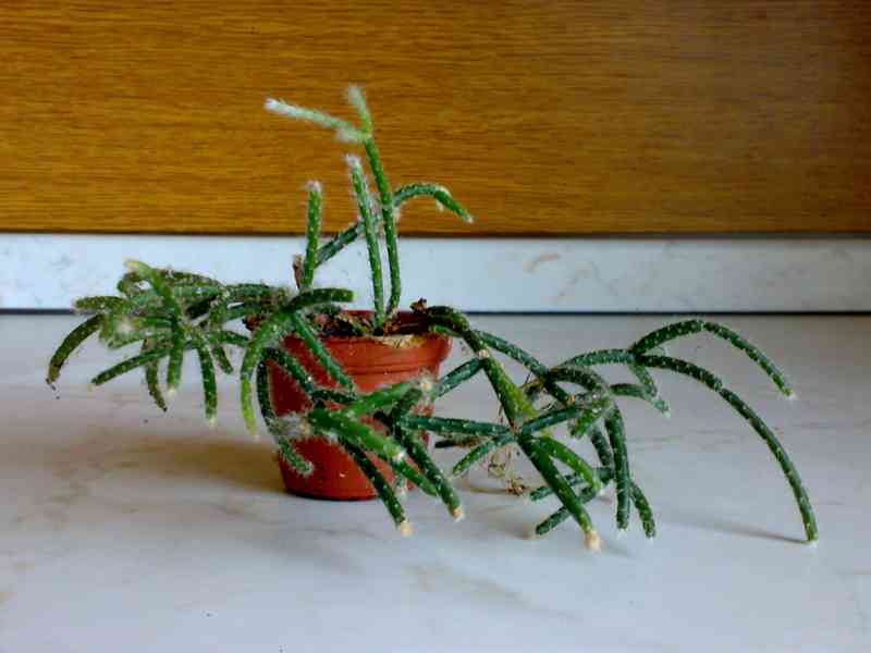 Rhipsalis pilocarpa - nenáročný převislý kaktus - rostlina - foto 3