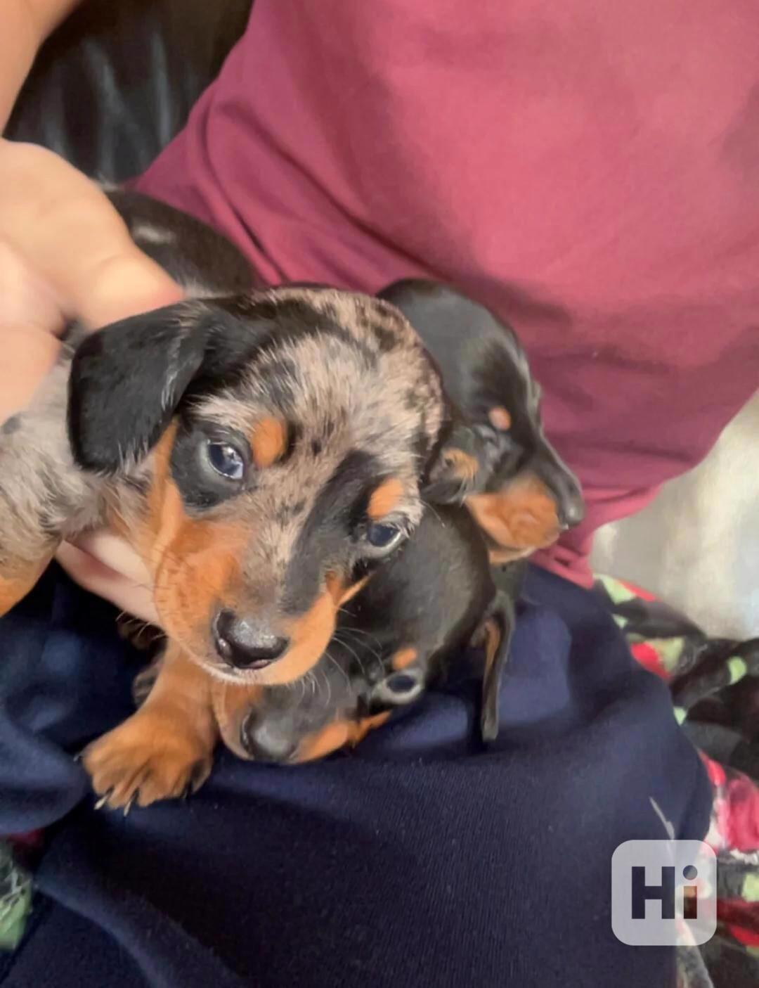 KC Reg TINY Miniatures od rodičů Kaninchen - foto 1