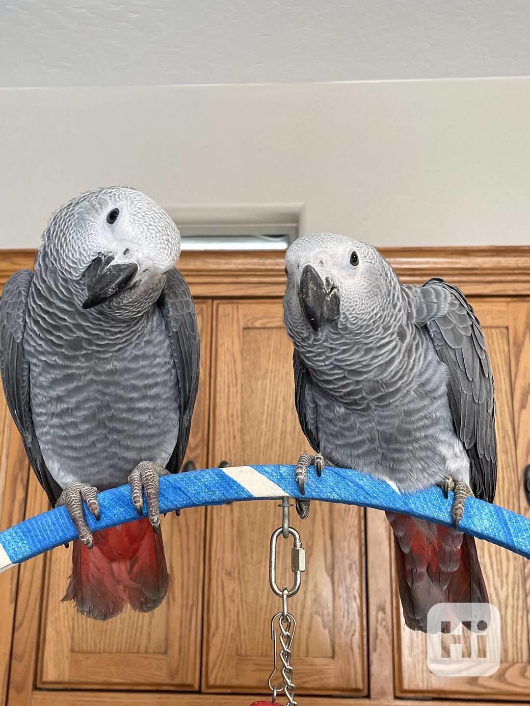 Krásní volní papoušci šedí z Afriky k dispozici pro nový dom - foto 1