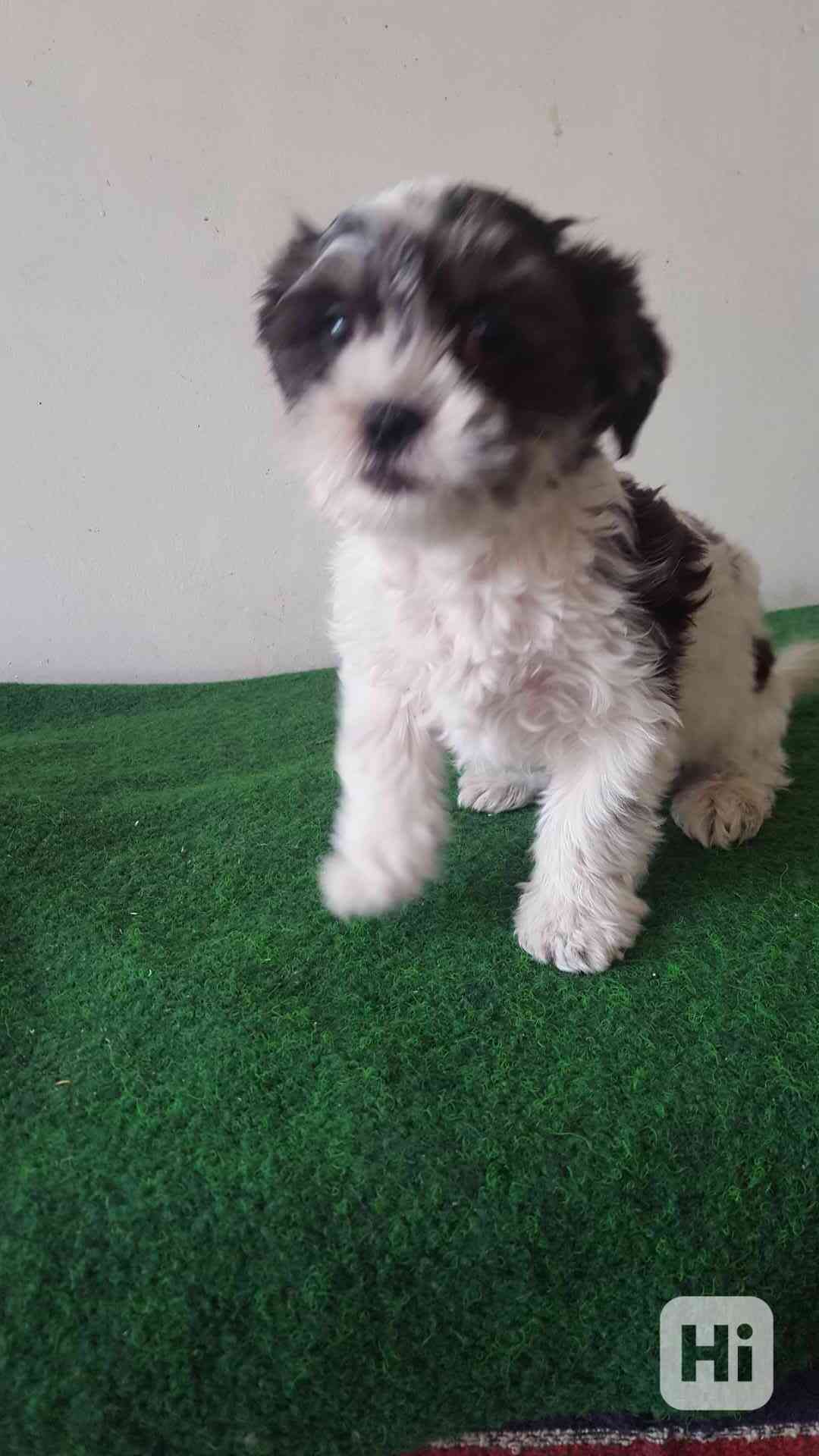 Havanský psík - foto 1