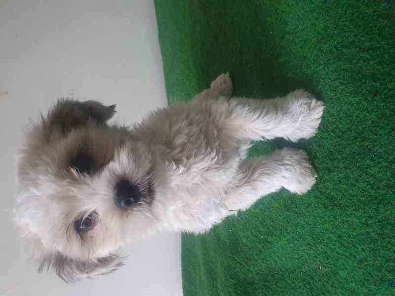 Havanský psík - foto 3