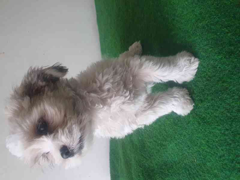 Havanský psík - foto 4