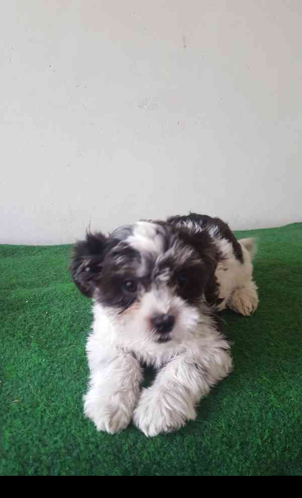 Havanský psík - foto 2