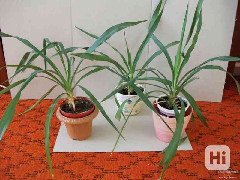 Menší palmičky yucca - foto 1