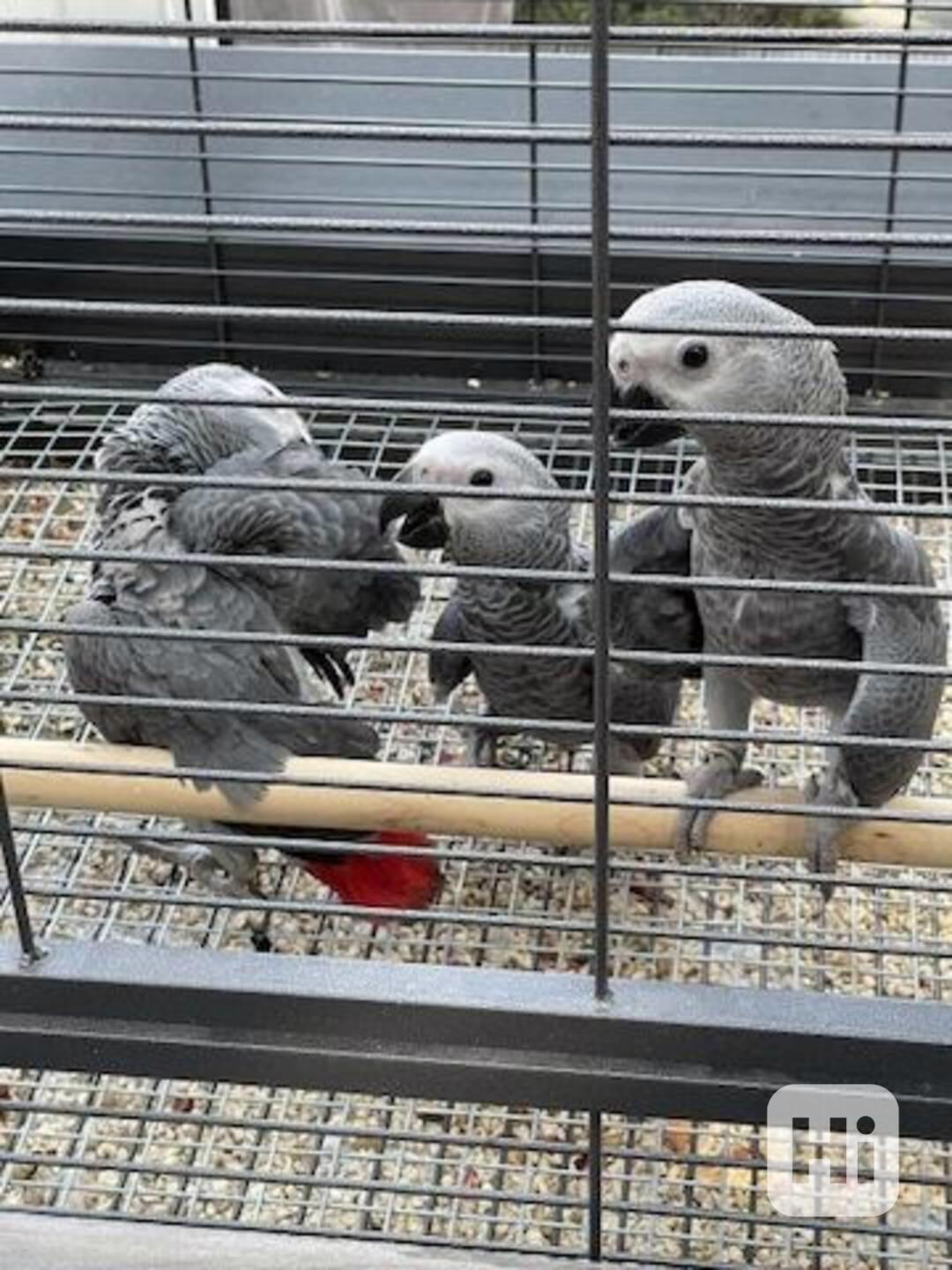 Ochočení mladí papoušci šedí - foto 1