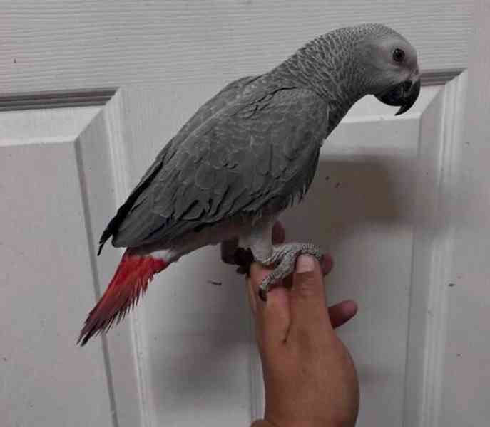Ochočení mladí papoušci šedí - foto 2