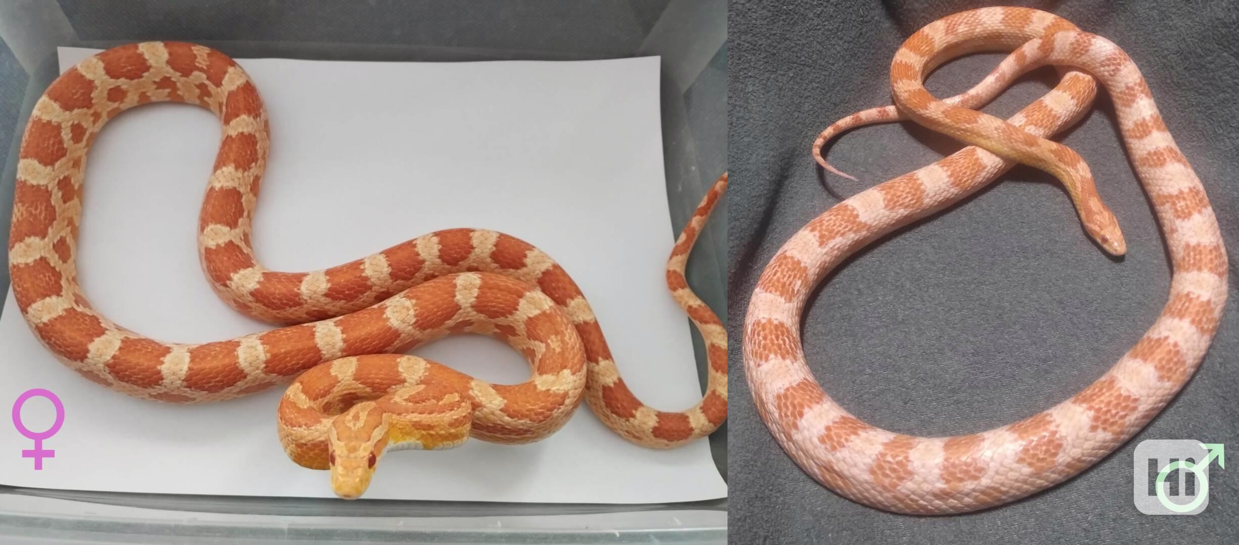 Užovka červená - mláďata - foto 1