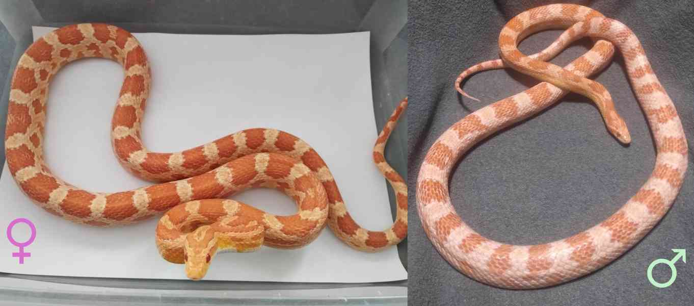 Užovka červená - mláďata - foto 1