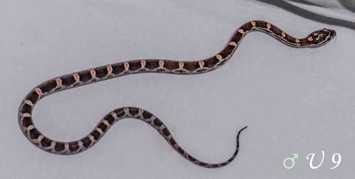 Užovka červená - mláďata - foto 10