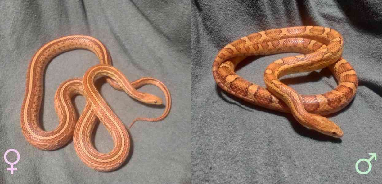 Užovka červená - mláďata - foto 4