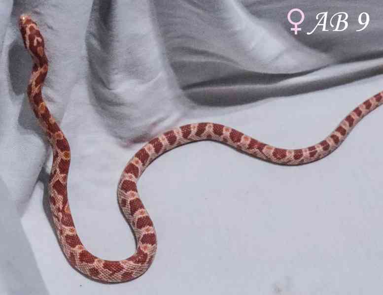 Užovka červená - mláďata - foto 2