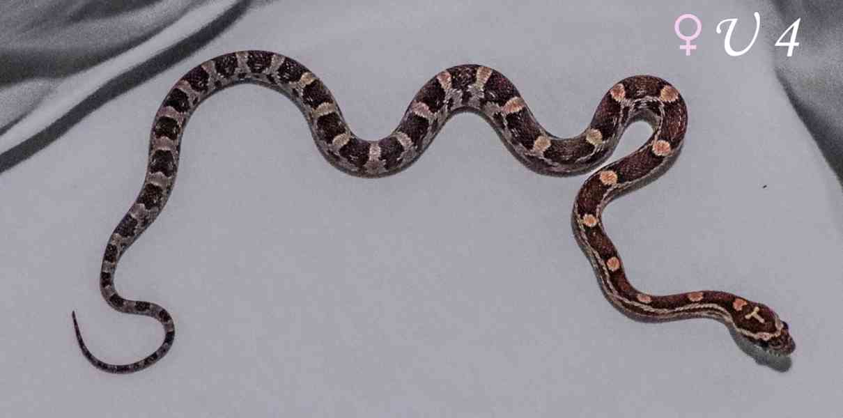 Užovka červená - mláďata - foto 8