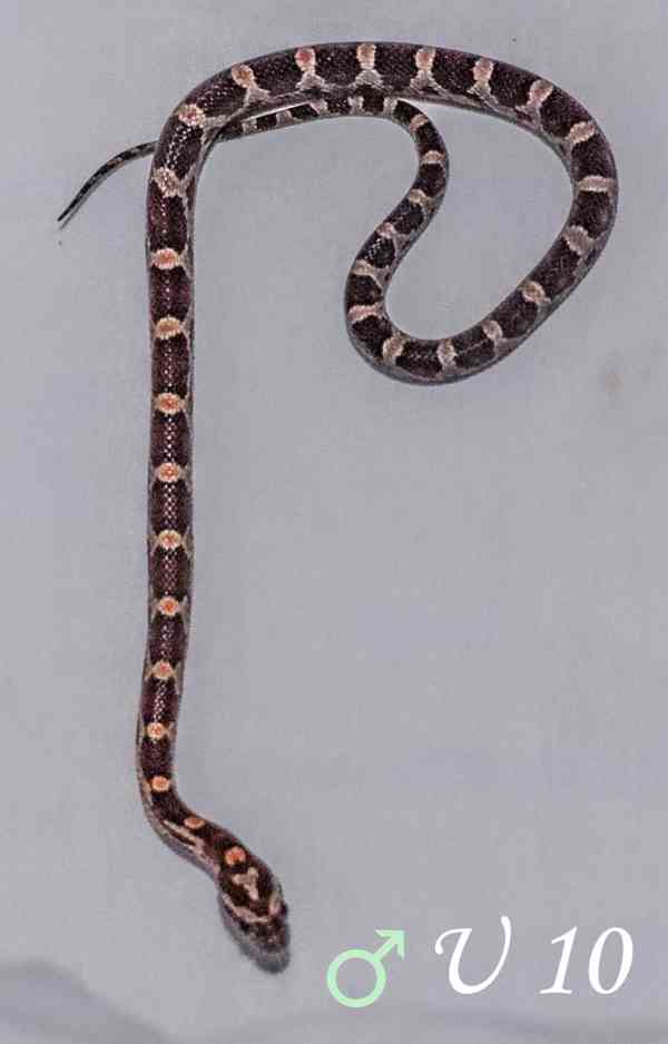 Užovka červená - mláďata - foto 12