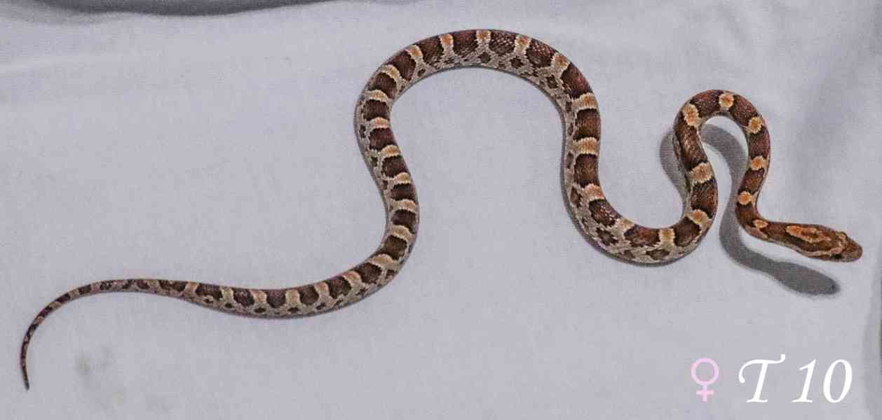 Užovka červená - mláďata - foto 5