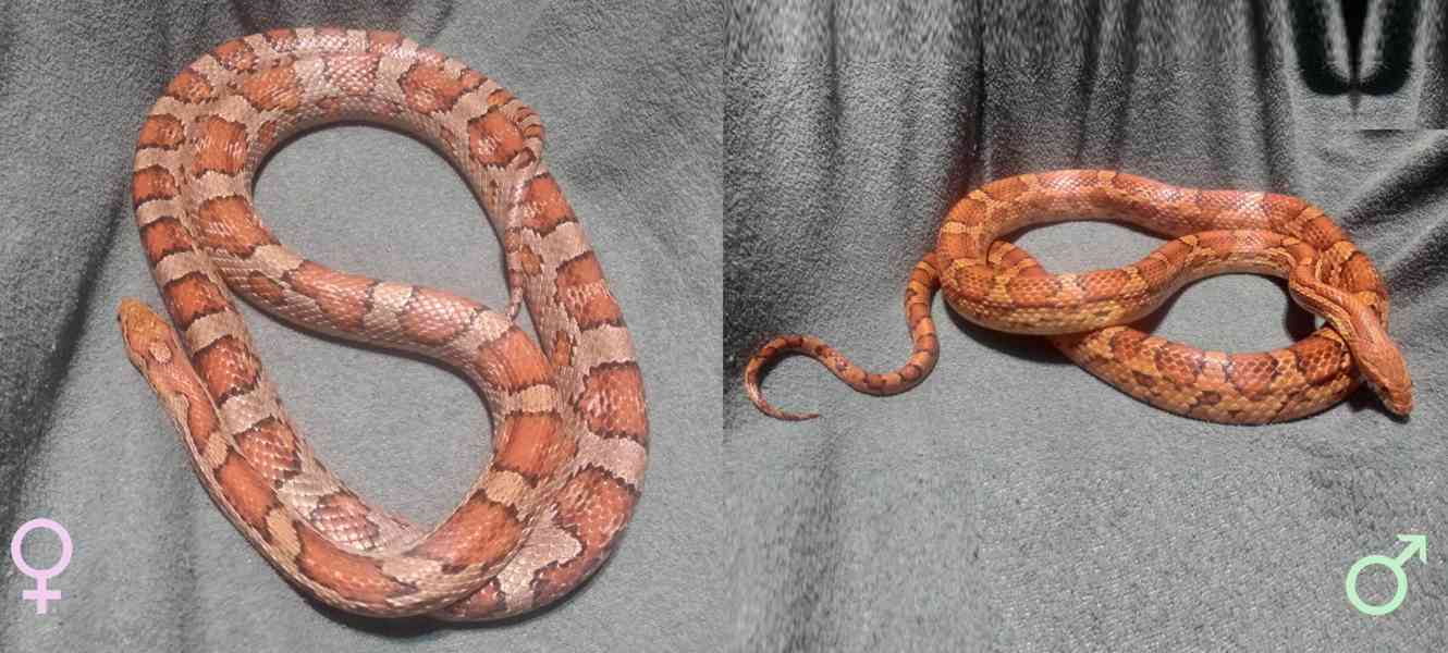 Užovka červená - mláďata - foto 7