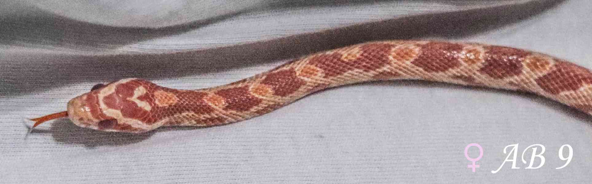 Užovka červená - mláďata - foto 3