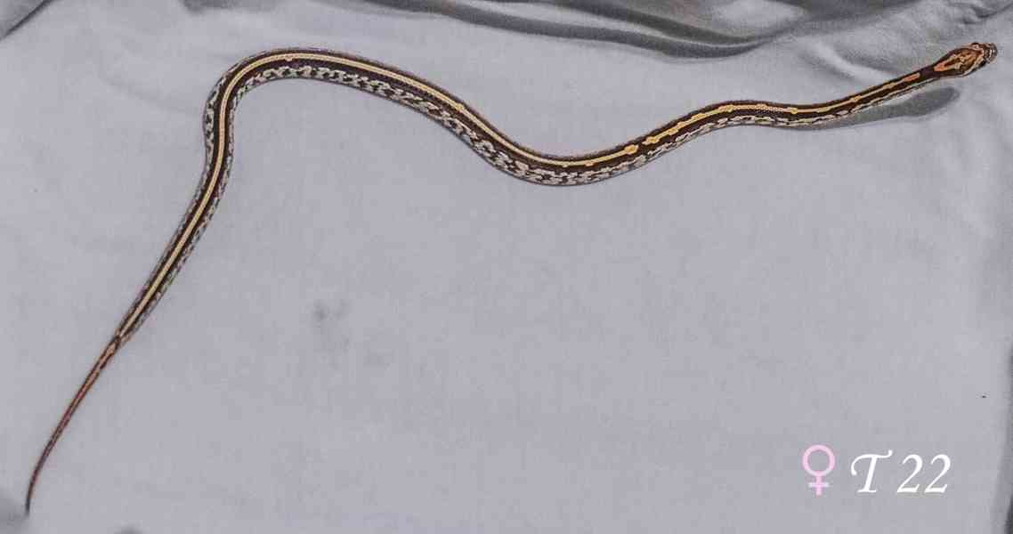 Užovka červená - mláďata - foto 6