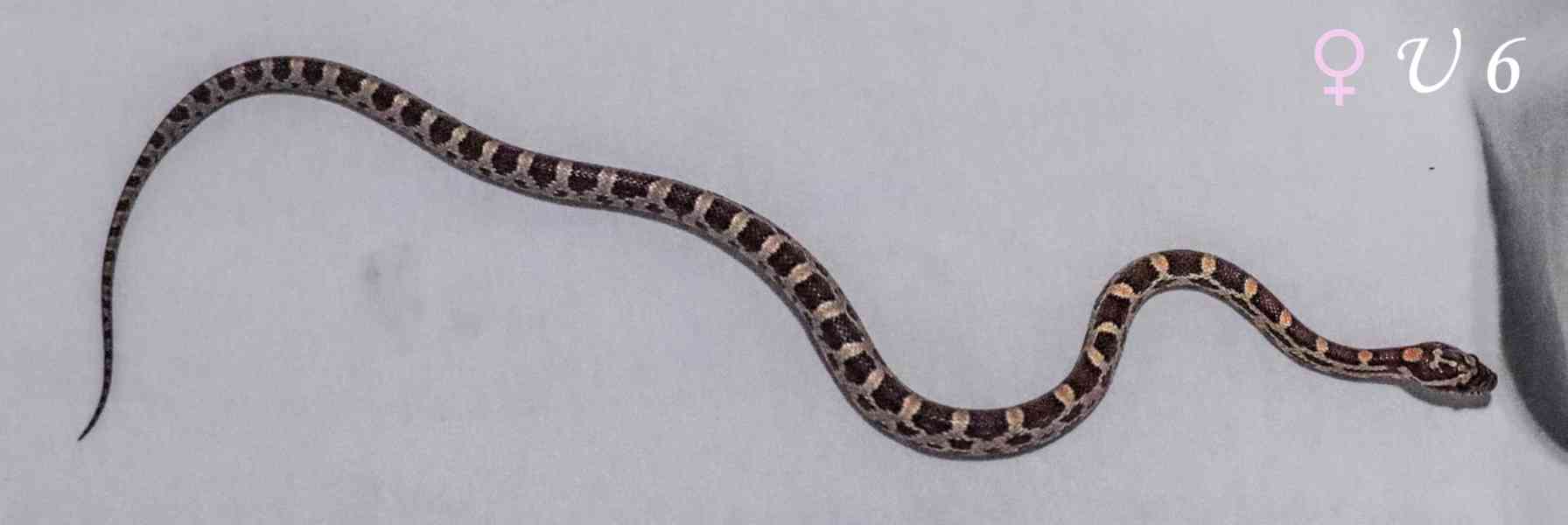 Užovka červená - mláďata - foto 9