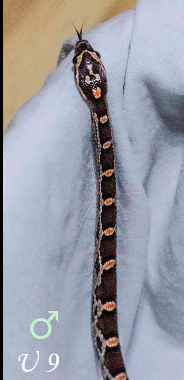 Užovka červená - mláďata - foto 11