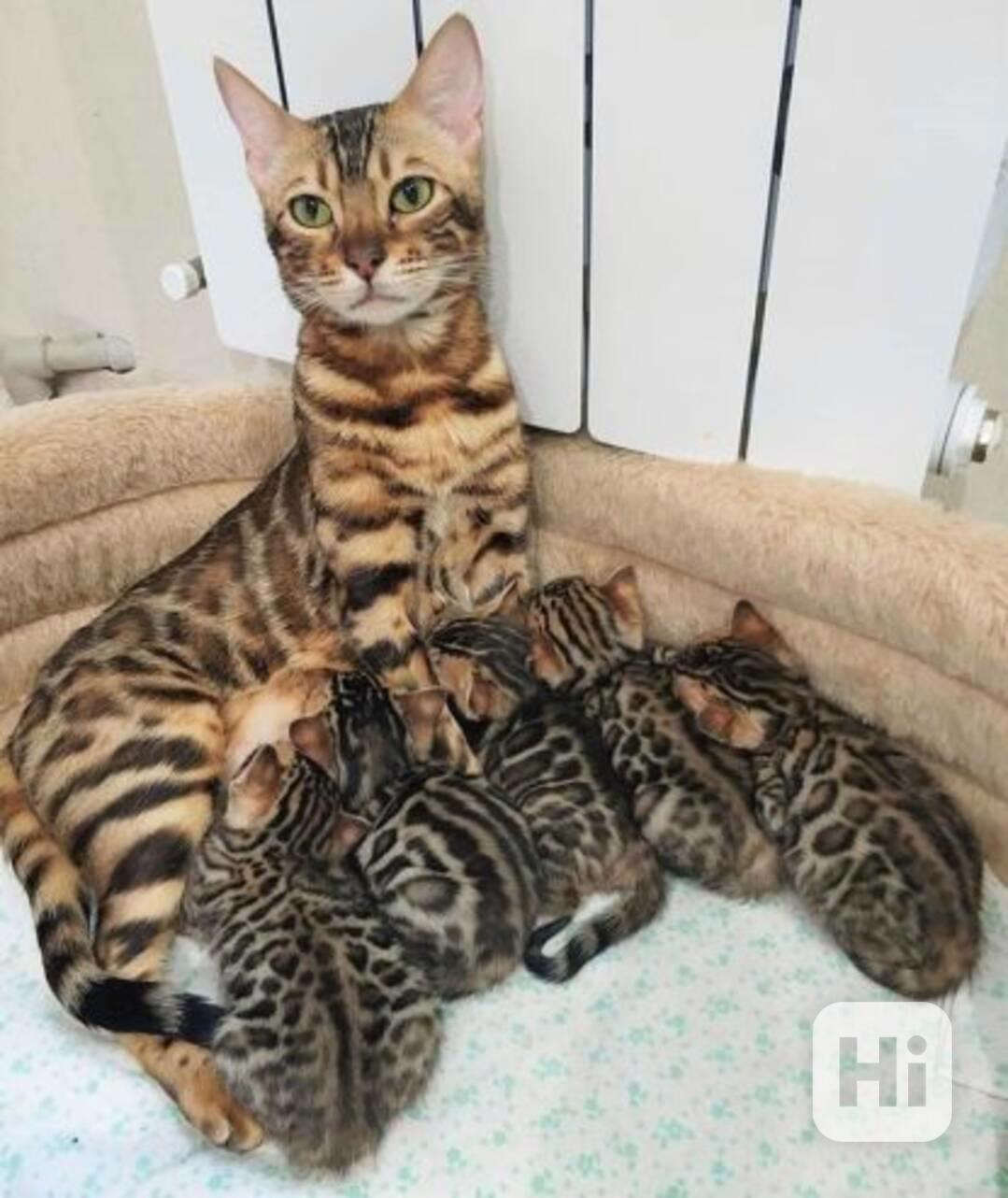 Krásná bengálská koťátka k adopci - foto 1
