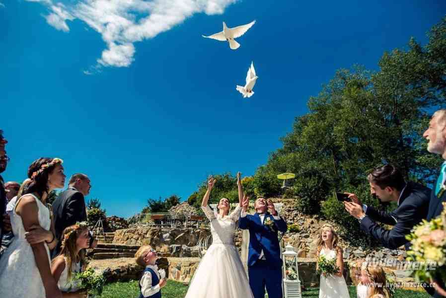 Svatební holoubci - foto 1