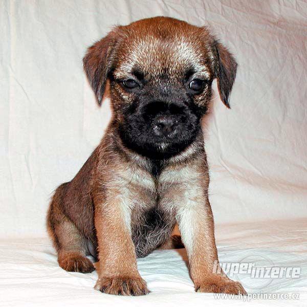 border teriér s PP - foto 1