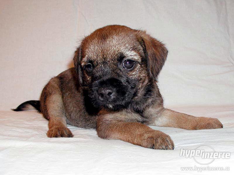 border teriér s PP - foto 2