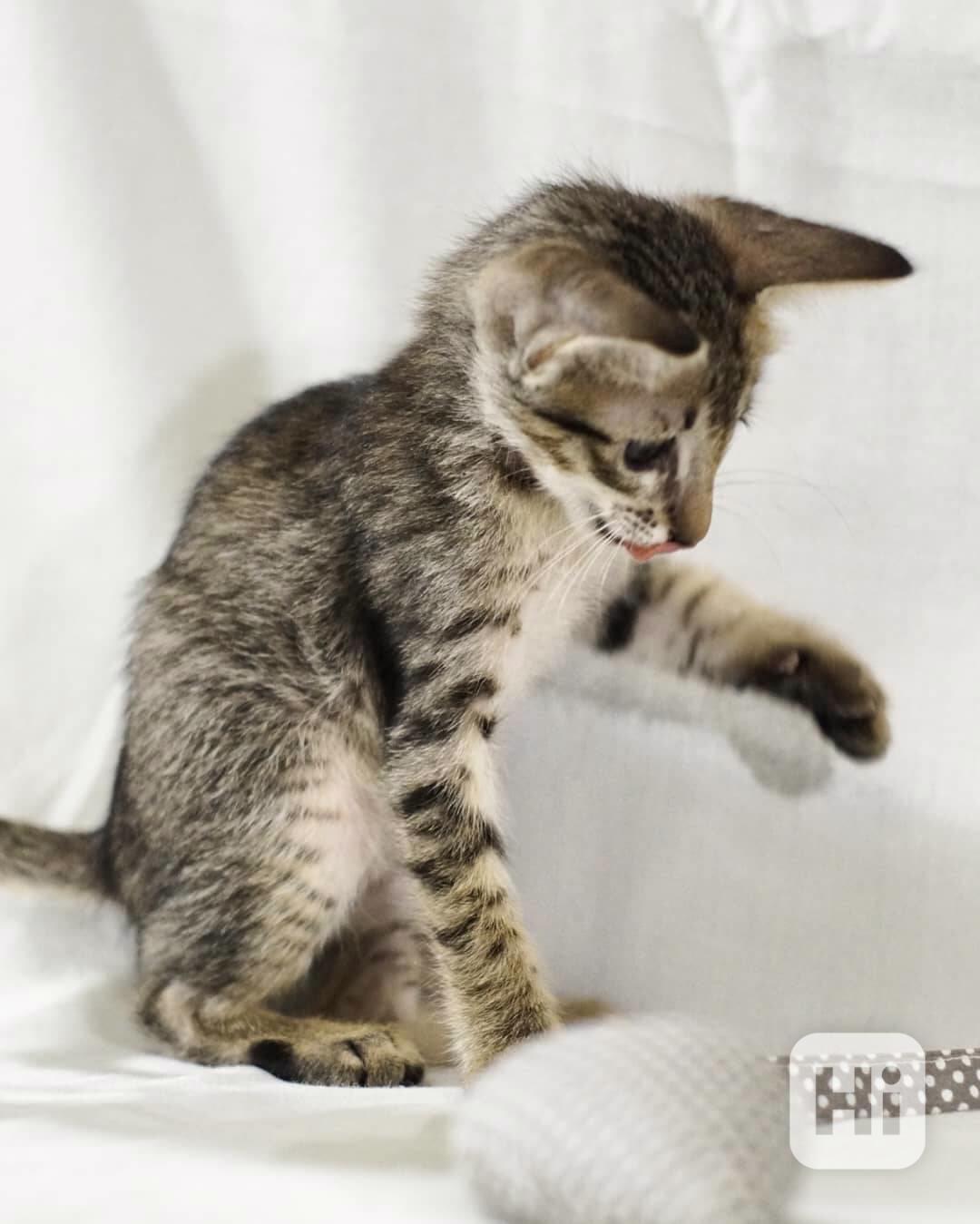 koťata peterbalda samci a samice - foto 1