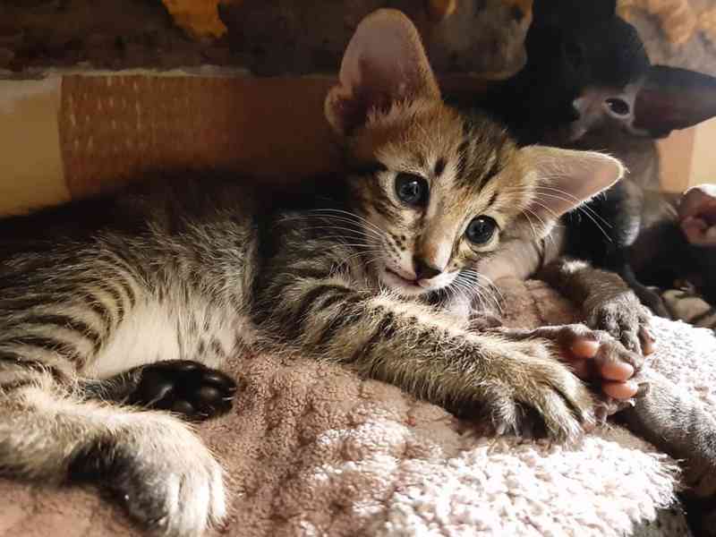 koťata peterbalda samci a samice - foto 2