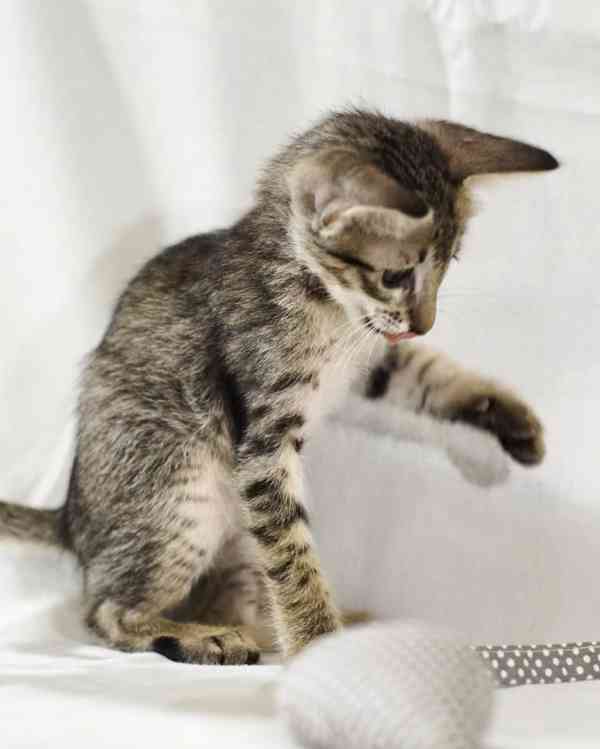 koťata peterbalda samci a samice - foto 1