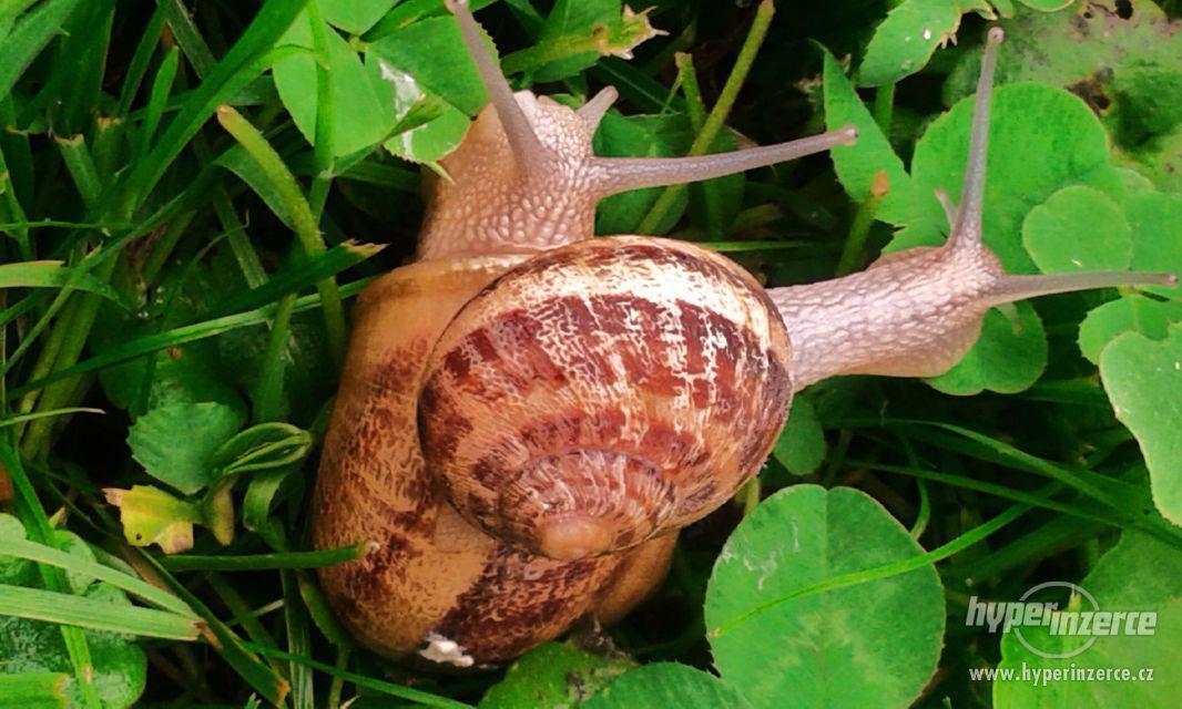 Prodám chovné kaviárové šneky Helix Aspersa Maxima - foto 1