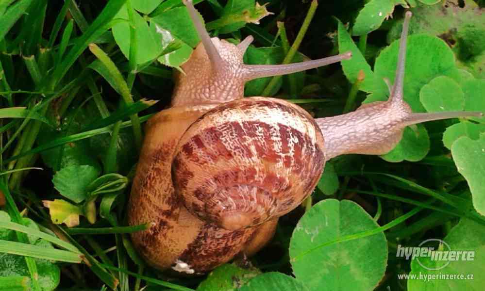 Prodám chovné kaviárové šneky Helix Aspersa Maxima - foto 1