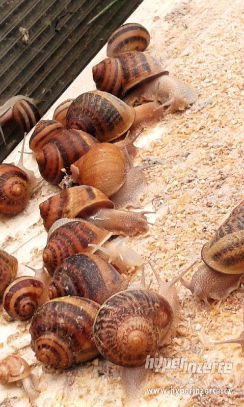 Prodám chovné kaviárové šneky Helix Aspersa Maxima - foto 2