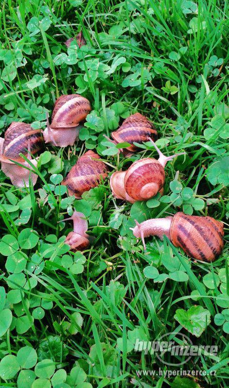 Prodám chovné kaviárové šneky Helix Aspersa Maxima - foto 3
