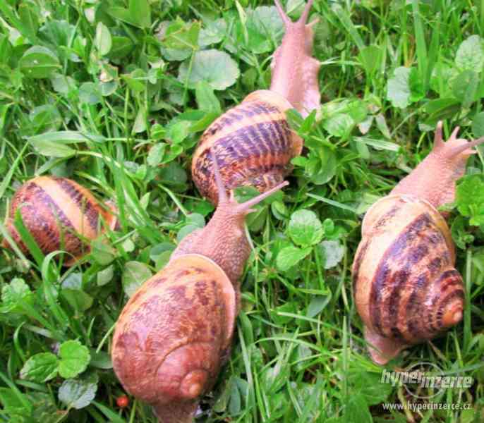 Prodám chovné kaviárové šneky Helix Aspersa Maxima - foto 4