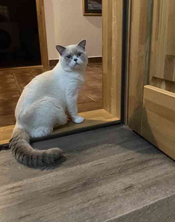 Britská krátkosrstá kočka Colorpoint - KOCOUR - foto 7