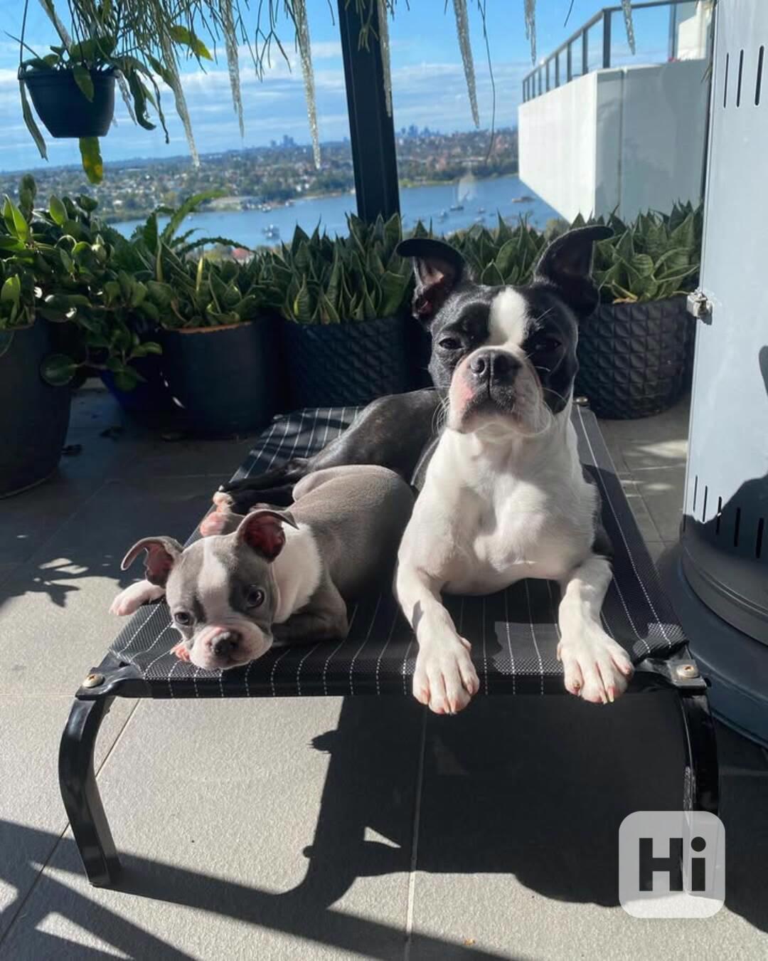 Štěně bostonského teriéra k adopci - foto 1