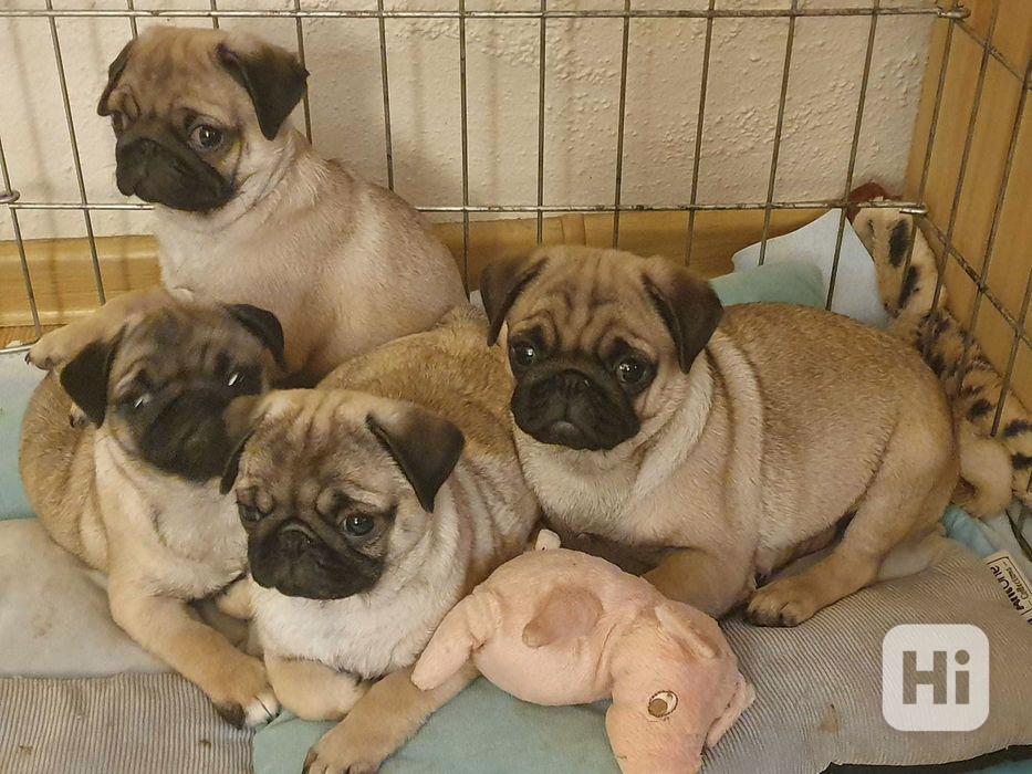 Štěňata mops k přestěhování - foto 1