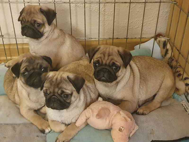 Štěňata mops k přestěhování