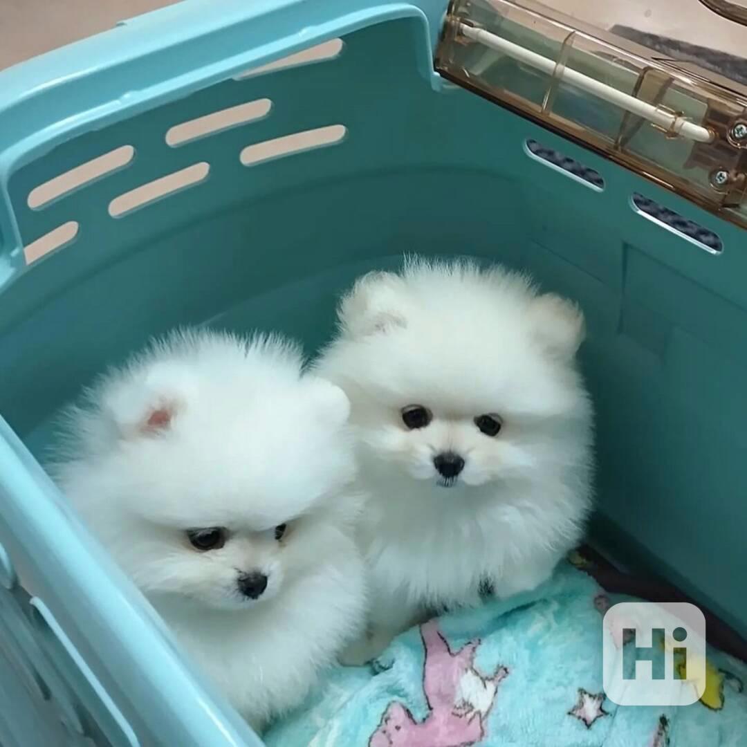 Roztomilý pejsek a fenka Teacup Pomeranian Štěňata na prodej - foto 1