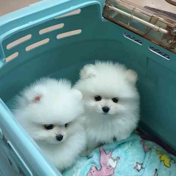 Roztomilý pejsek a fenka Teacup Pomeranian Štěňata na prodej - foto 1