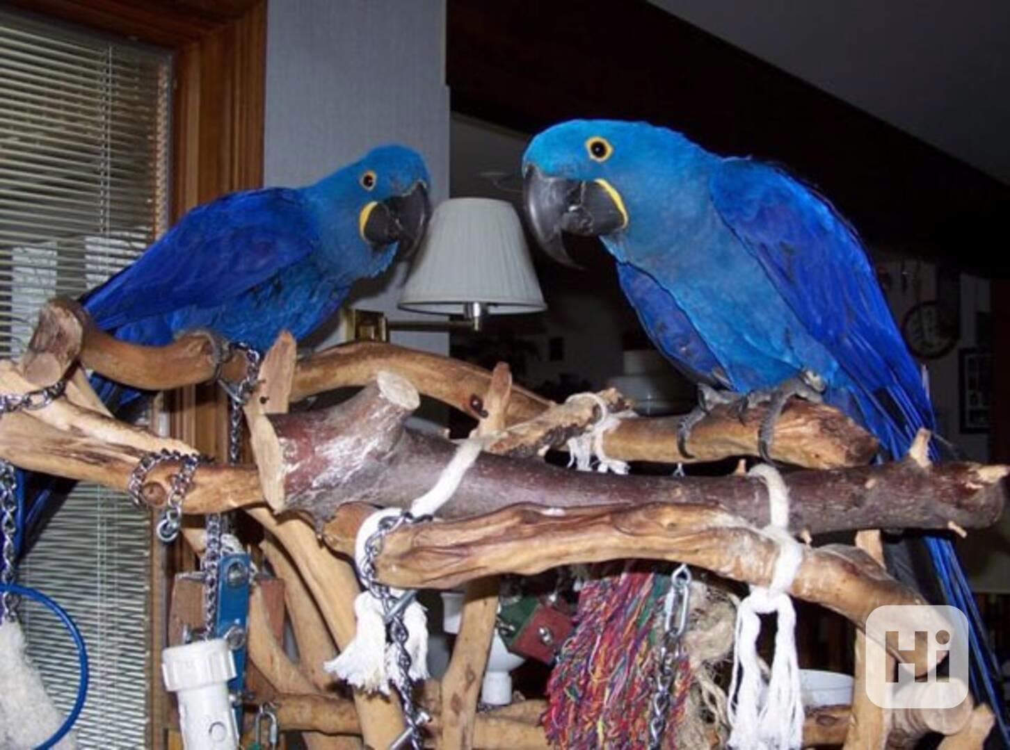 Ručně odchovaní papoušci, zdravá mláďata a oplozená líhnutel - foto 1