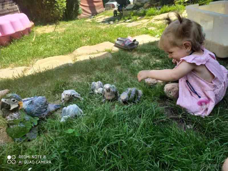 Ručně odchovaní papoušci, zdravá mláďata a oplozená líhnutel - foto 4
