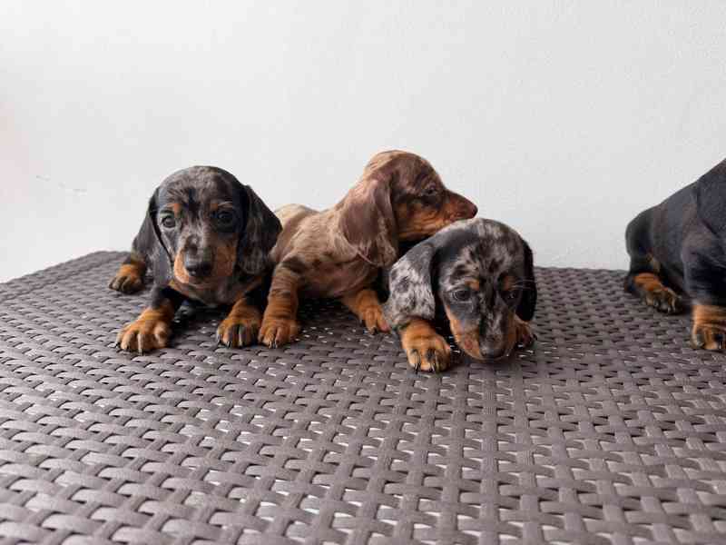 Jezevčík hladkosrstý trpasličí  - foto 3