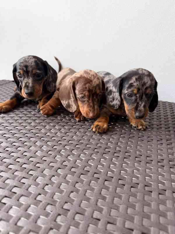 Jezevčík hladkosrstý trpasličí  - foto 4