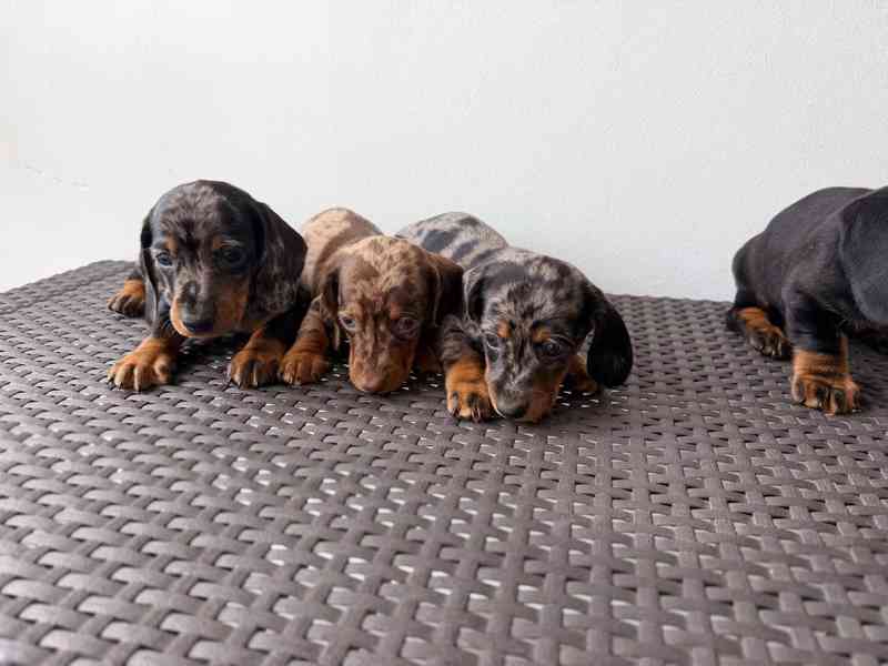 Jezevčík hladkosrstý trpasličí  - foto 2