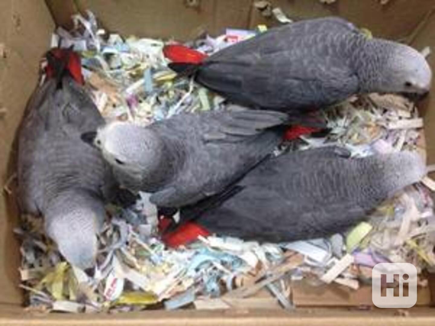 K dispozici zdraví papoušci šedí. - foto 1