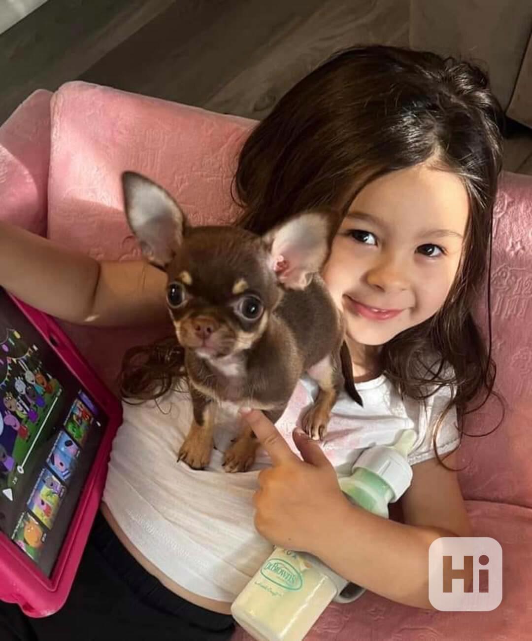 Čivava k adopci zdarma - foto 1